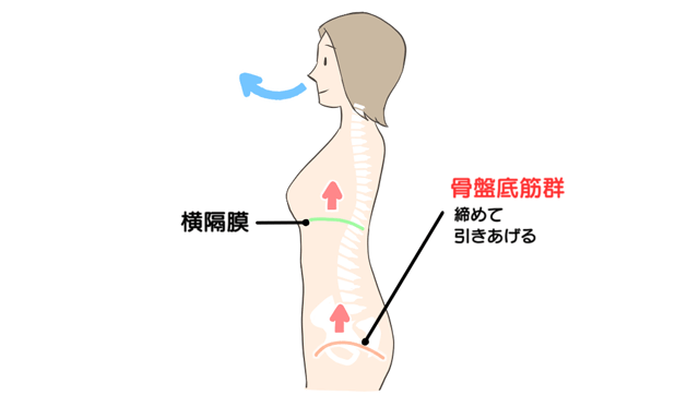 骨盤底筋群のトレーニングのイラスト