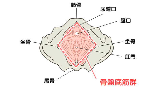 骨盤底筋群のイラスト