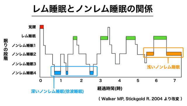 レム睡眠とノンレム睡眠の関係図