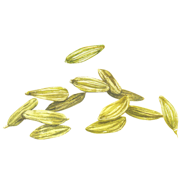 フェンネル(小茴香)のイラスト
