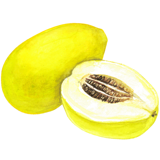 かりんのイラスト