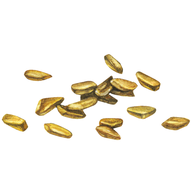 ハブ茶(決明子)のイラスト