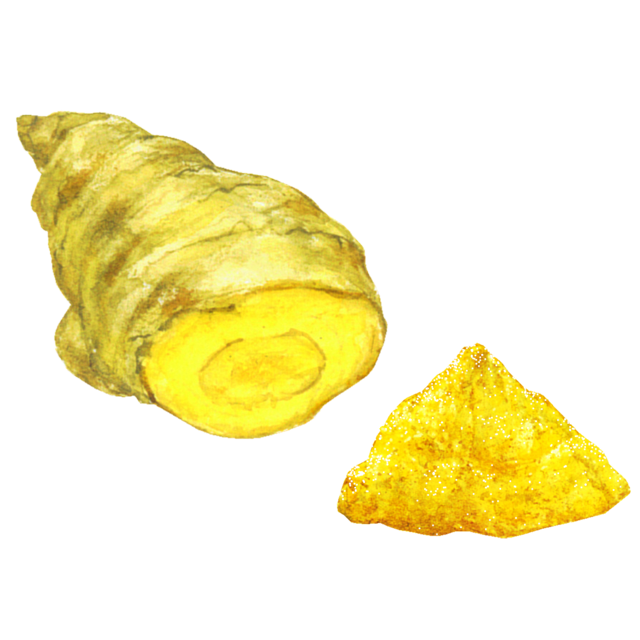 うこんのイラスト