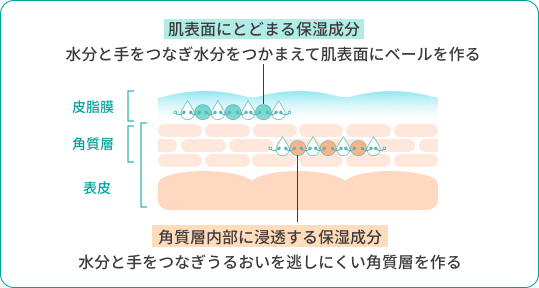 肌表面にとどまる保湿成分 角質層内部に浸透する保湿成分