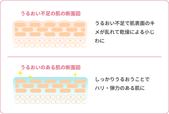 うるおい不足で肌表面のキメが乱れて乾燥による小じわに しっかりうるおうことでハリ・弾力のある肌に