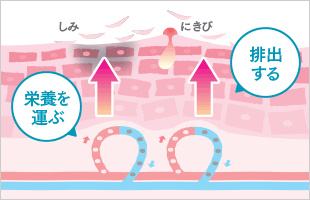 皮膚のターンオーバーを正常化